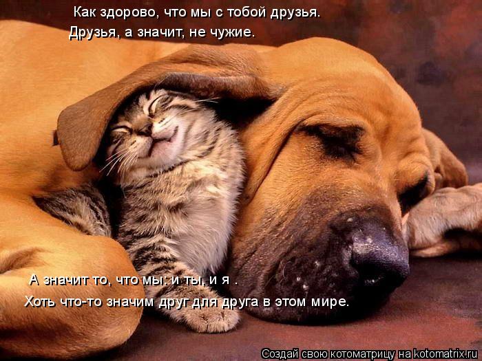 Прикольные цитаты о друзьях