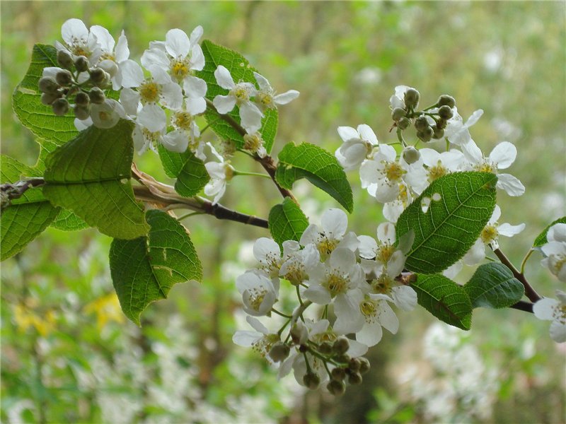 Прикольные цитаты про май
