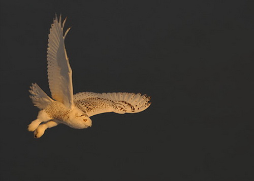 Красивые и мудрые цитаты о любви