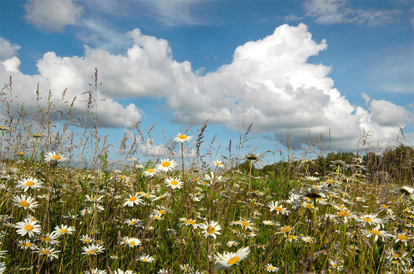 Прикольные цитаты про июль