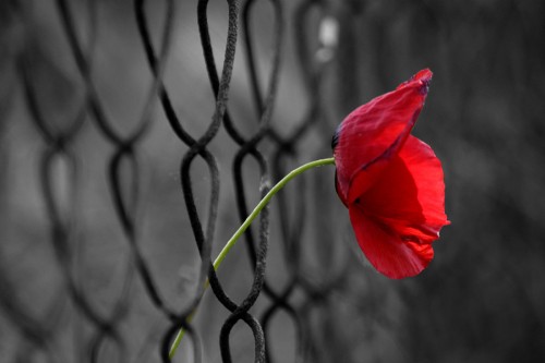 Прикольные цитаты о свободе