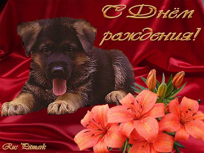 Прикольные матерные поздравления с днем рождения | prikolnye-smeshnye.ru