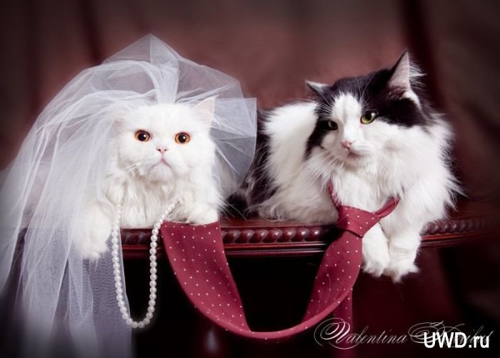 Красивые поздравления на свадьбу