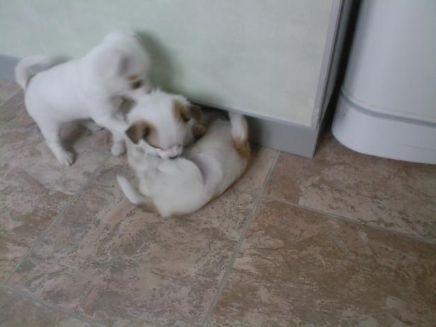 Прикольные и жизнерадостные статусы для социальных сетей