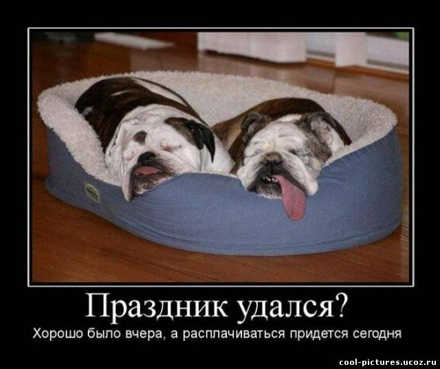 Прикольные статусы про собак для социальных сетей