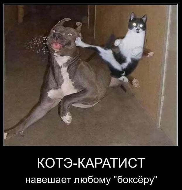 Самые угарные и прикольные статусы для социальных сетей