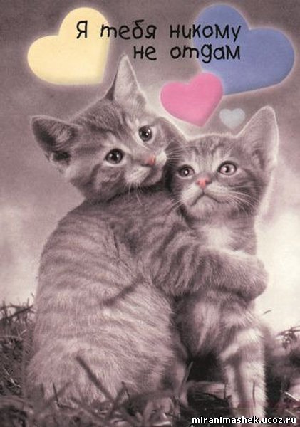 Самые прикольные статусы про влюбленных