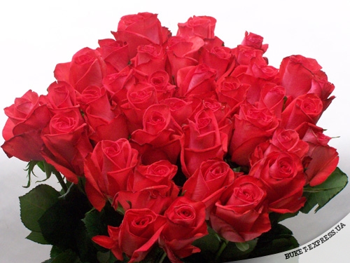 Самые прикольные статусы про розы