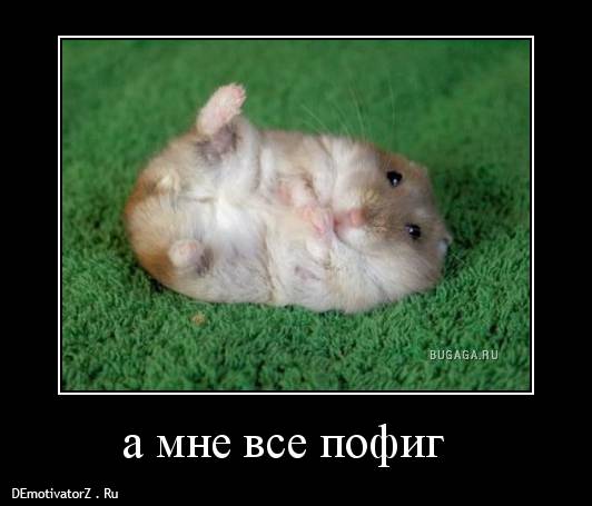 Самые прикольные статусы про пофигизм | prikolnye-smeshnye.ru