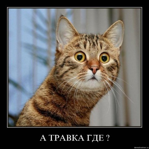 Самые прикольные статусы для одноклассников | prikolnye-smeshnye.ru