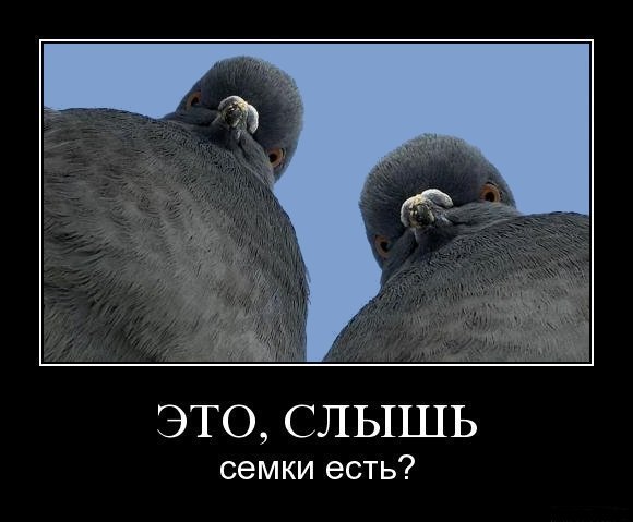 Самые прикольные статусы поржать | prikolnye-smeshnye.ru