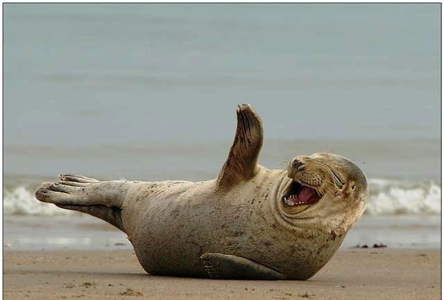 Самые прикольные статусы ржач | prikolnye-smeshnye.ru