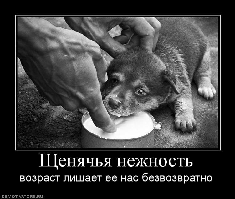 Самые прикольные статусы про нежность | prikolnye-smeshnye.ru