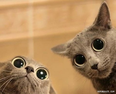 Самые прикольные и странные статусы| prikolnye-smeshnye.ru