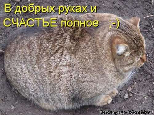 Прикольные статусы и приколы | prikolnye-smeshnye.ru