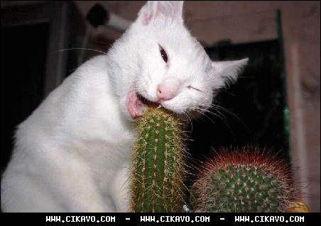 Прикольные статусы и цитаты | prikolnye-smeshnye.ru