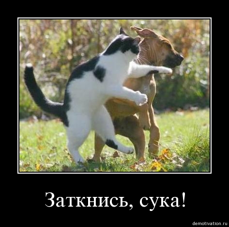 Прикольные статусы про сук | prikolnye-smeshnye.ru