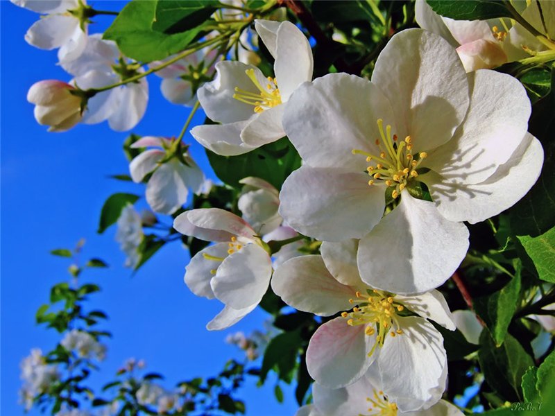 Прикольные статусы про работу | prikolnye-smeshnye.ru