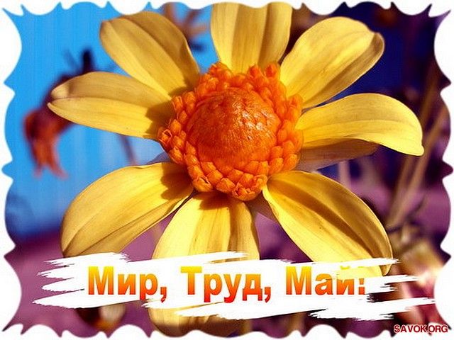 Прикольные статусы про май | prikolnye-smeshnye.ru