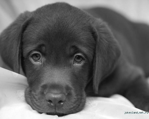 Грустные статусы до слез | prikolnye-smeshnye.ru