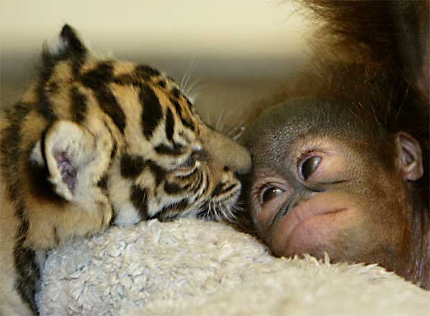 Прикольные статусы про лучших друзей | prikolnye-smeshnye.ru