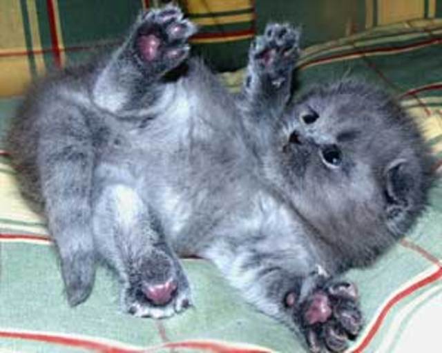 Прикольные статусы про кошек | prikolnye-smeshnye.ru