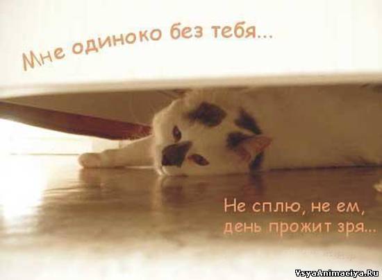 Прикольные статусы про разлуку | prikolnye-smeshnye.ru