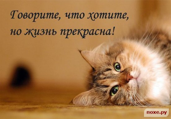 Прикольные статусы для одноклассников про жизнь | prikolnye-smeshnye.ru