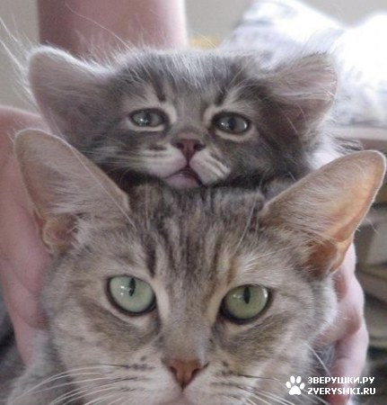 Красивые статусы про животных для вконтакте