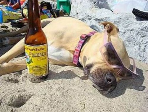 Веселые тосты | prikolnye-smeshnye.ru